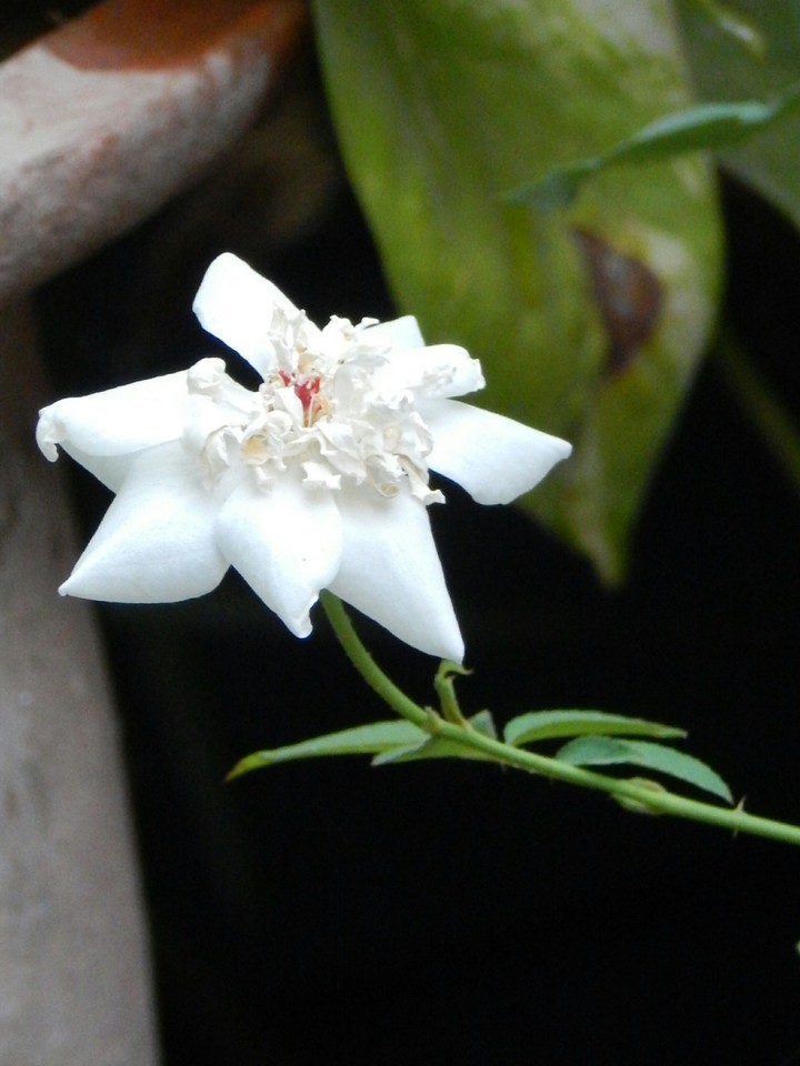 clickz white