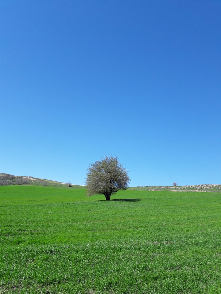 tree