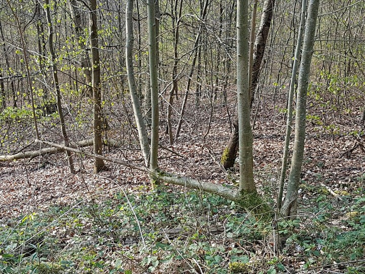 wald