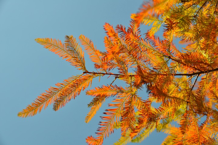 Bald cypress