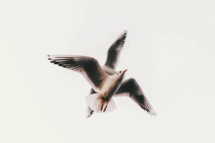 flying birds