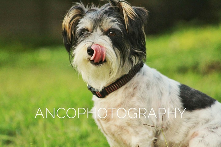 animal photography