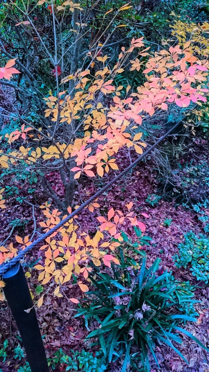 autumn leaves