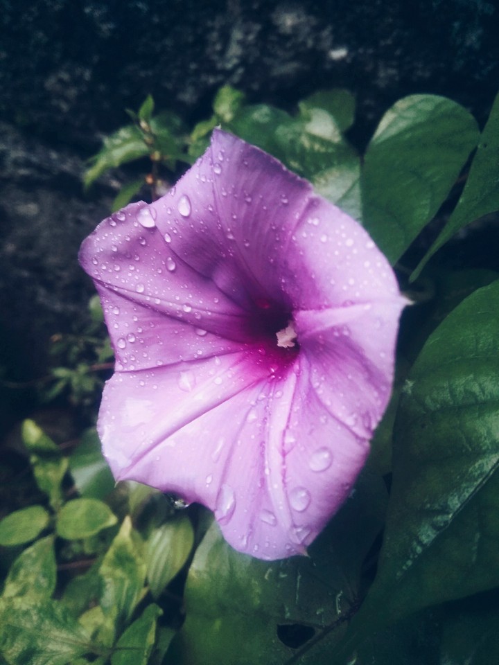 nitha varuthana