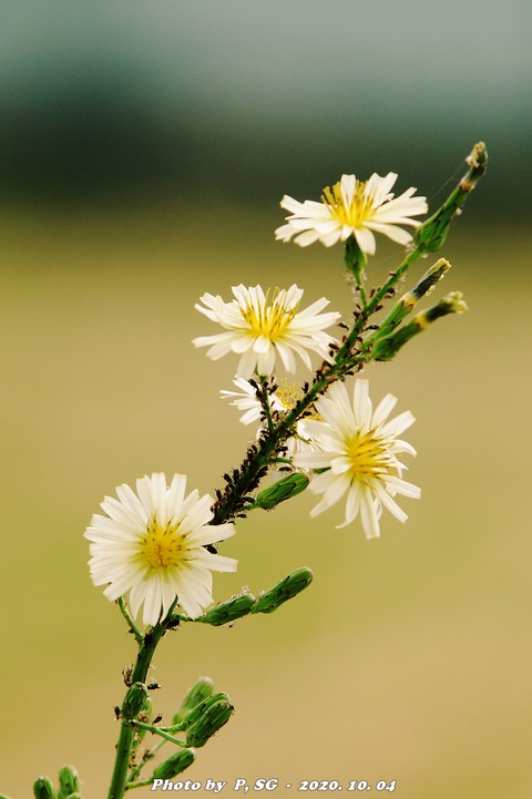 aster, 植物壁纸