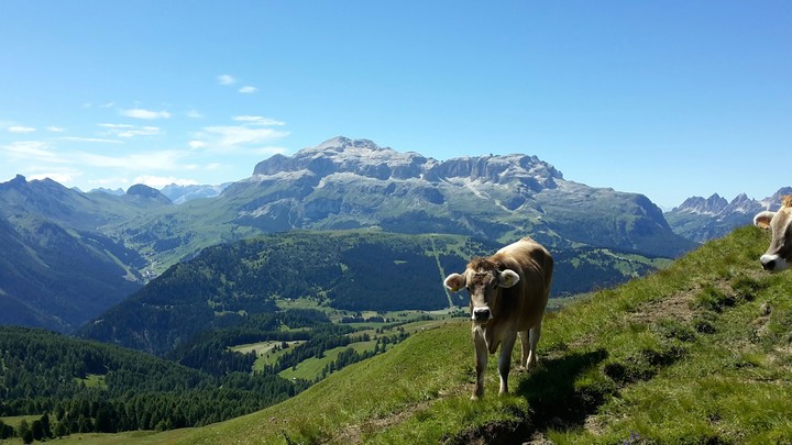 Alps
