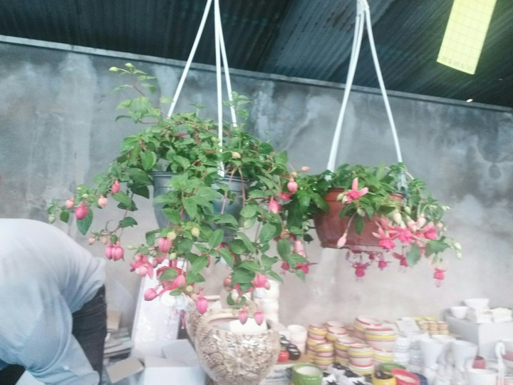 گلهای من