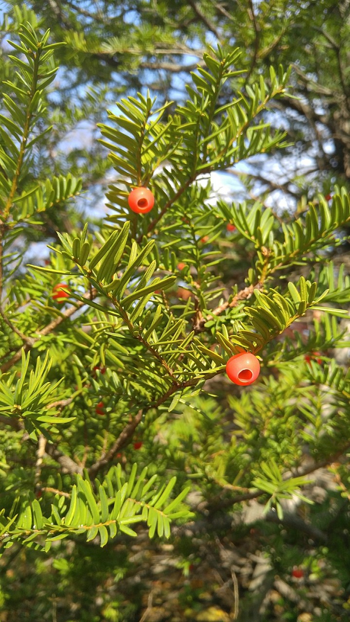 Yew berries