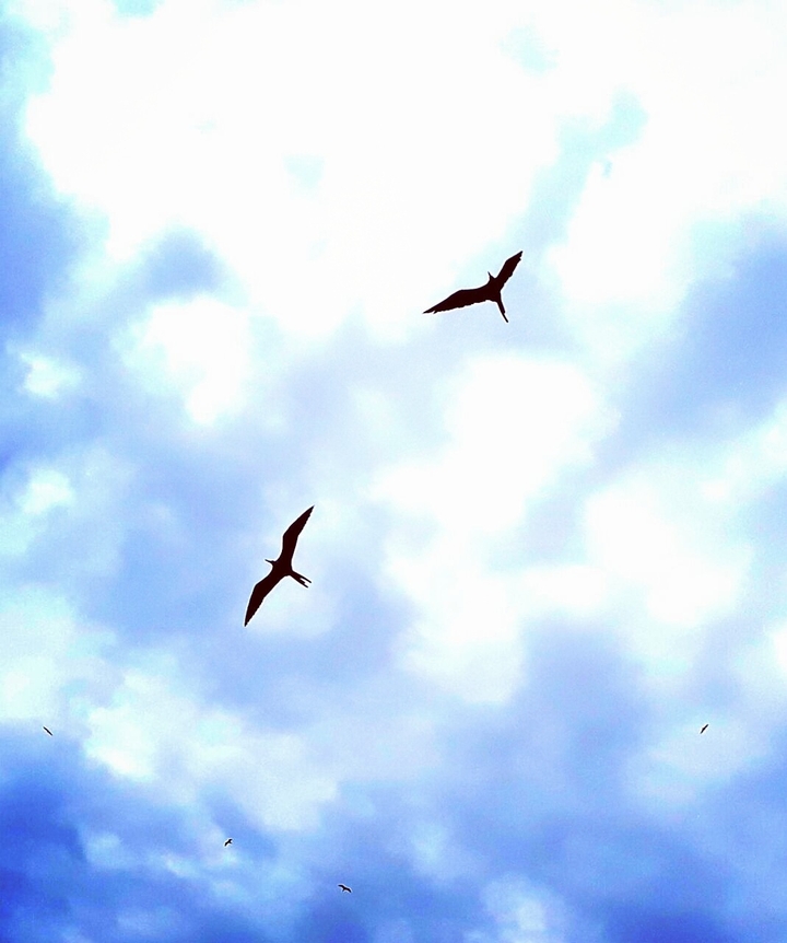 Beach Birds