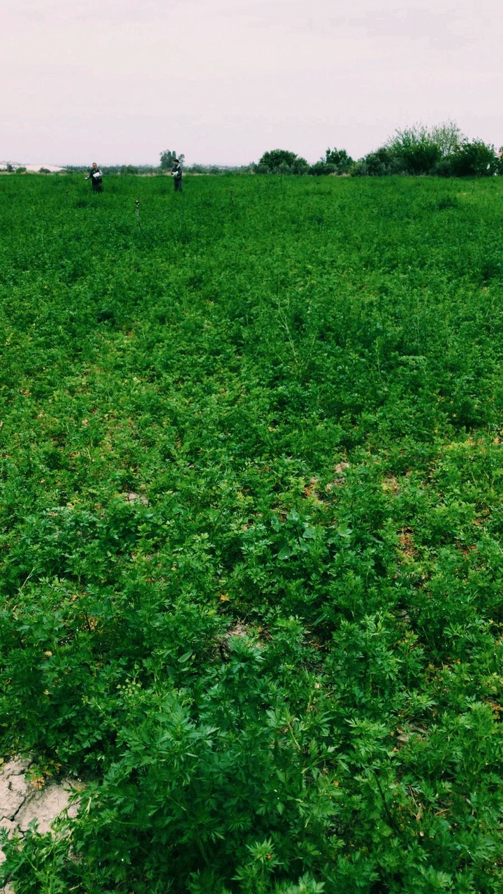 parsley field