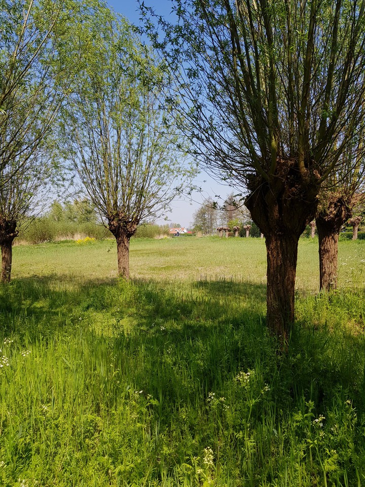 Dutch Trees