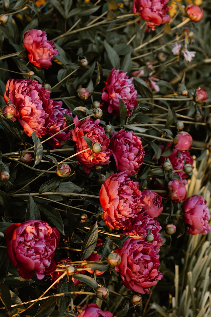 Peony flower