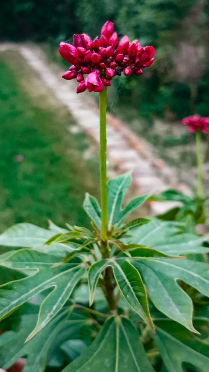 flower