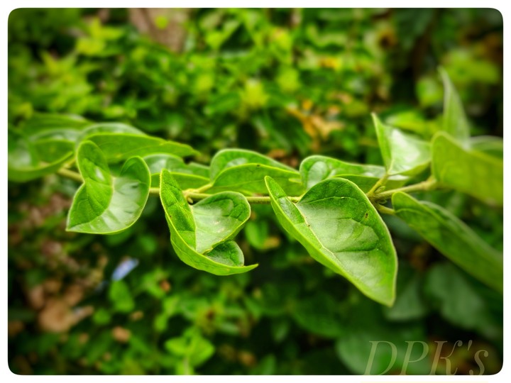 Green Leaf