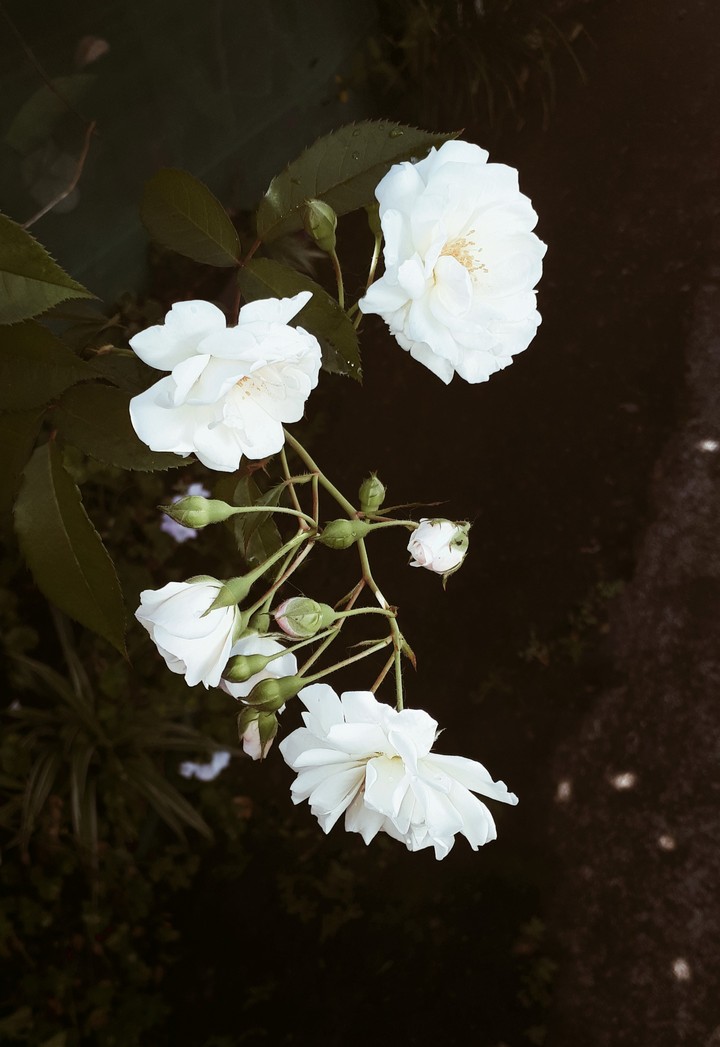 fleurs blanches