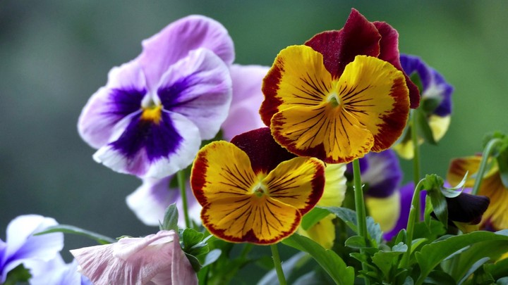 Viola