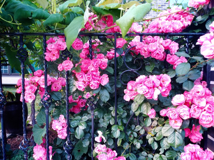rose