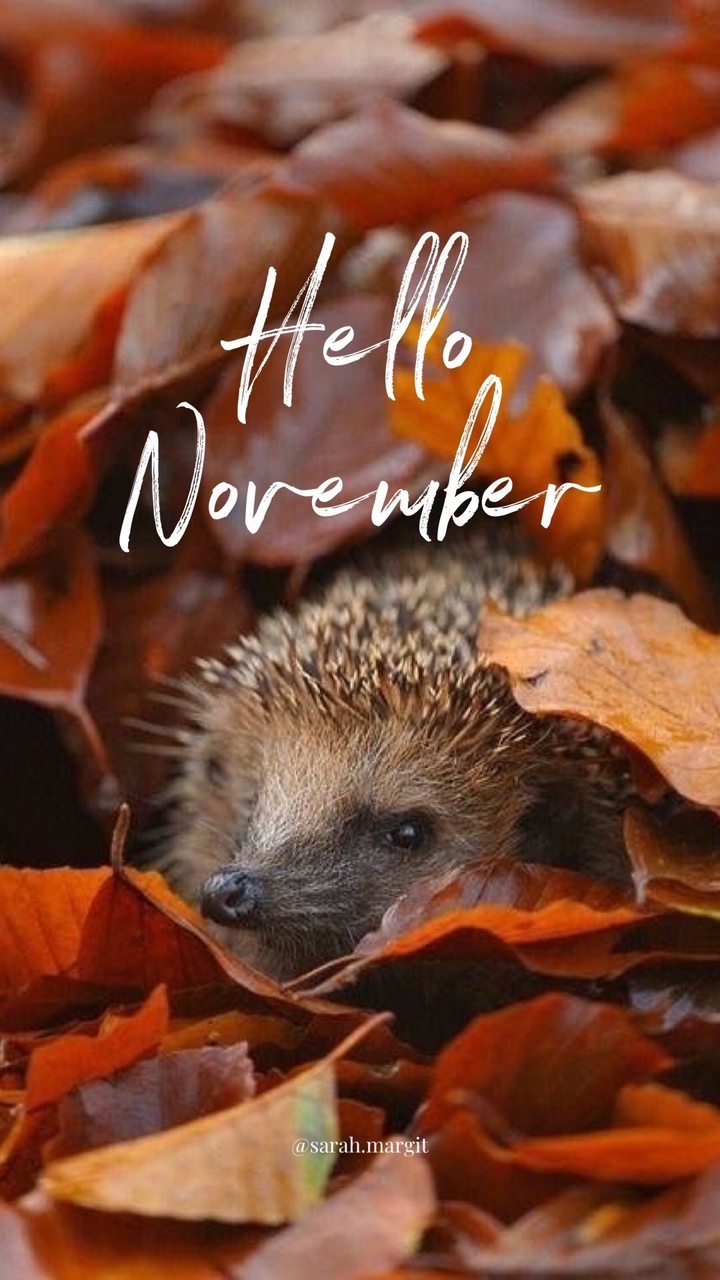 Hello November ♡