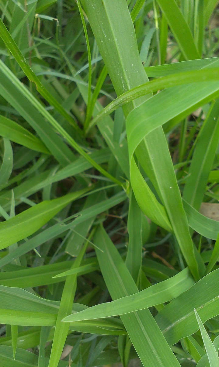 grass image 