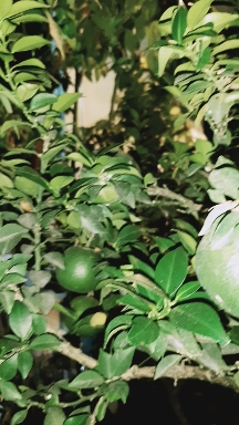 green mandarin