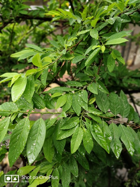 green rain