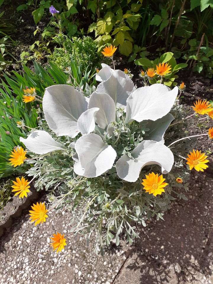 dit is heel mooi, wél apart deze bloemen