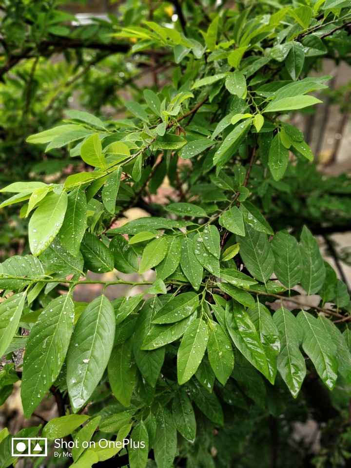 green rain