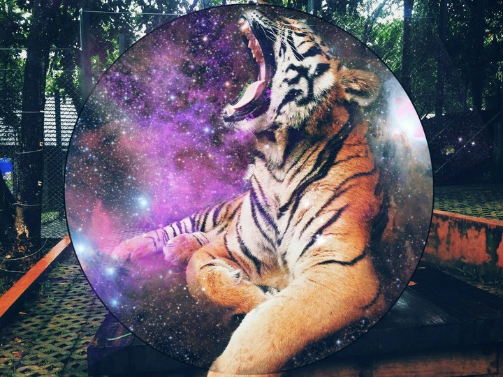 Hipster Lion