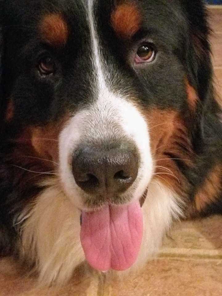 hello I'm coda bear