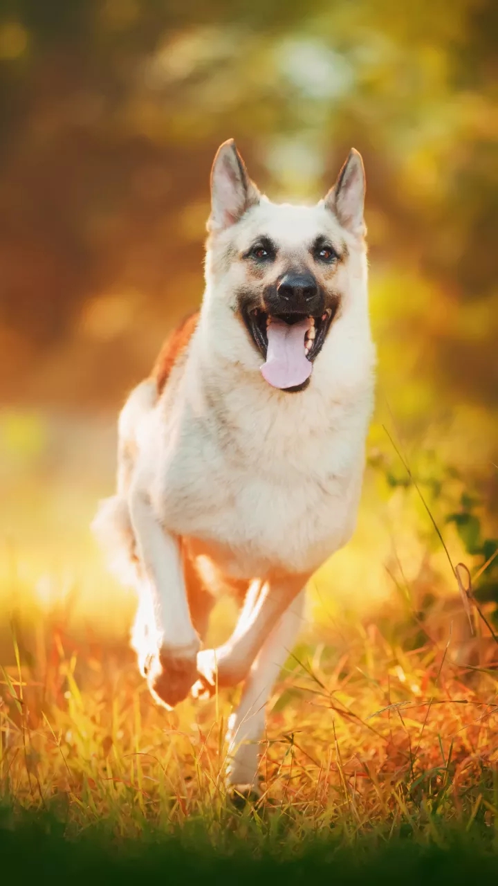 Shepard dog's