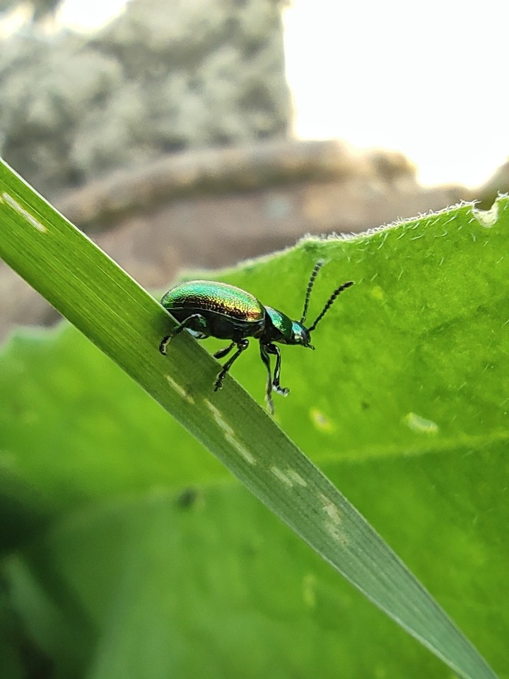 Beetle macro