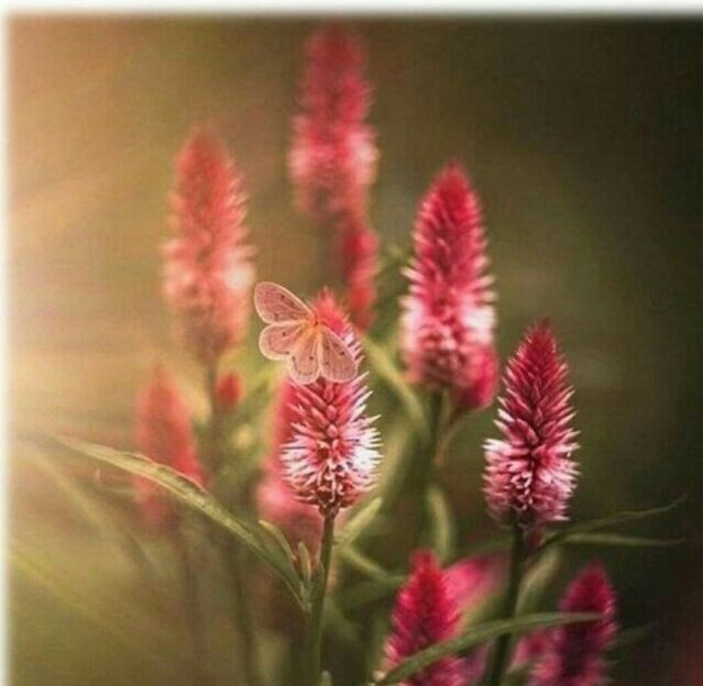 plante exo