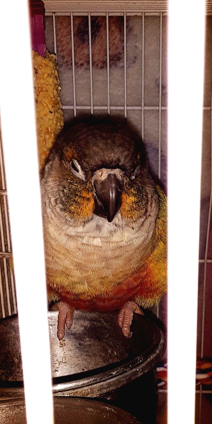 bird