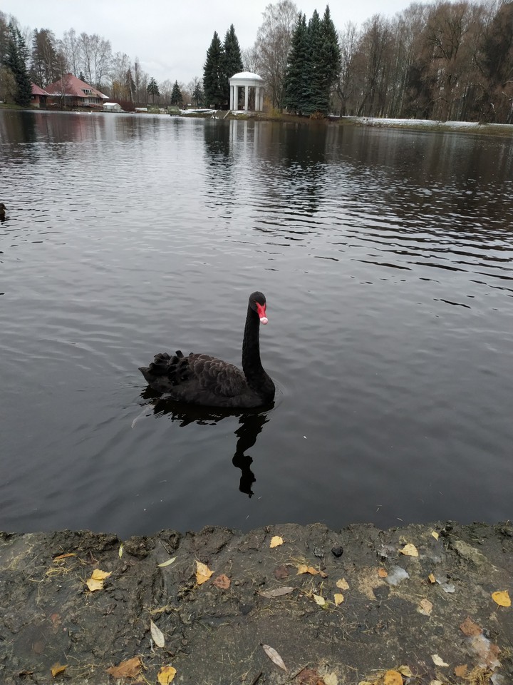 Black swan