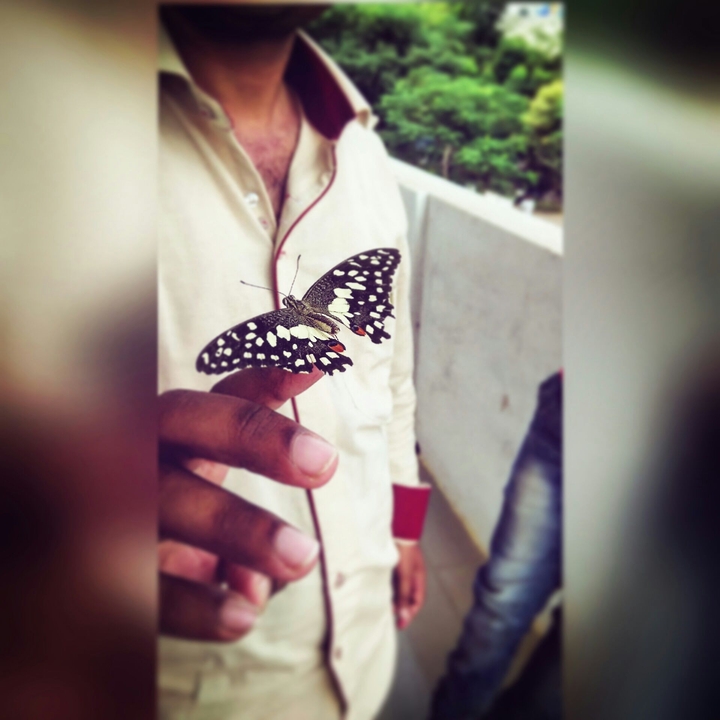 butterfly