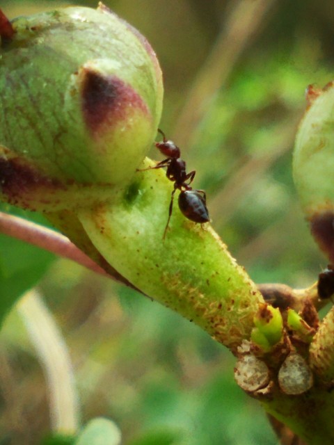 An Ant