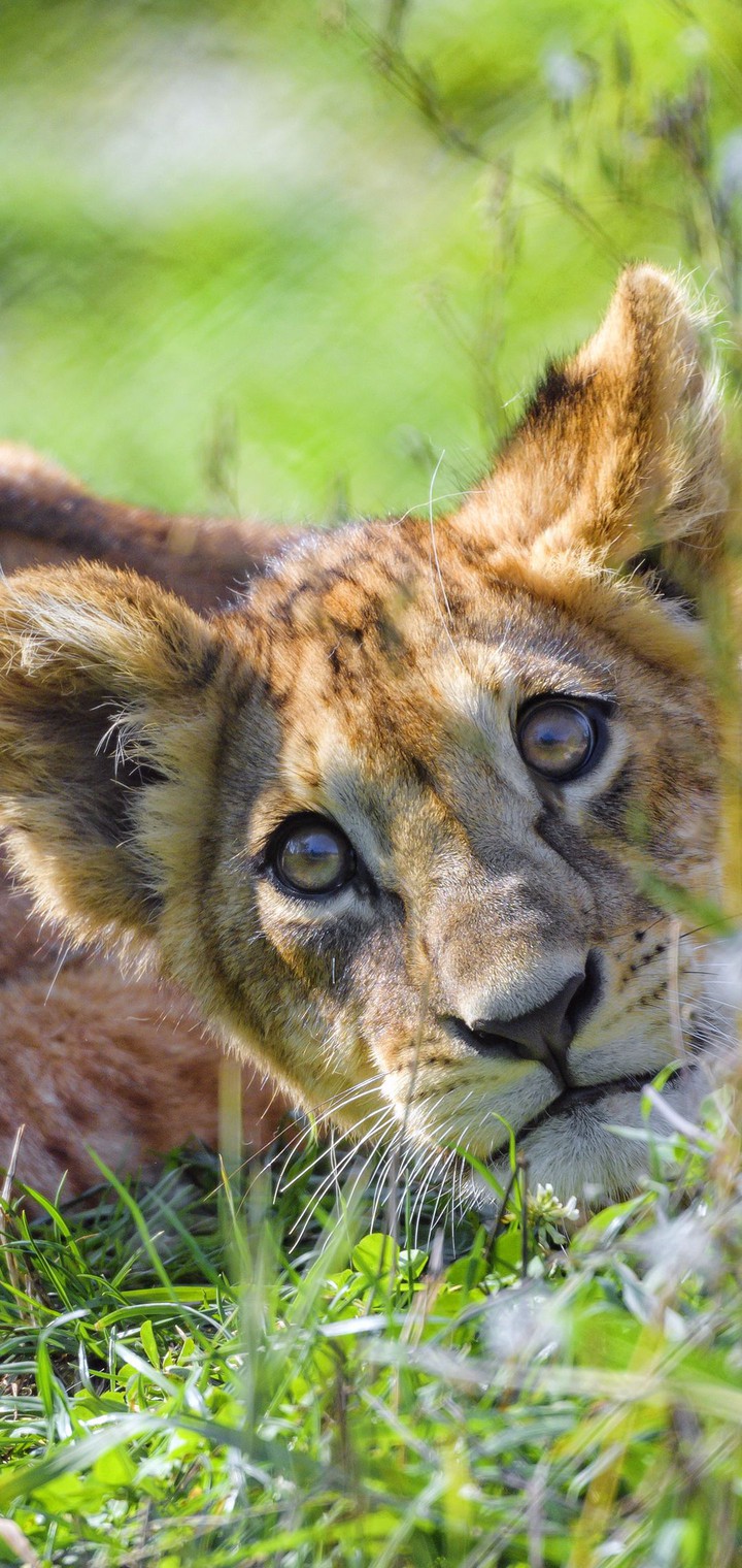 cub