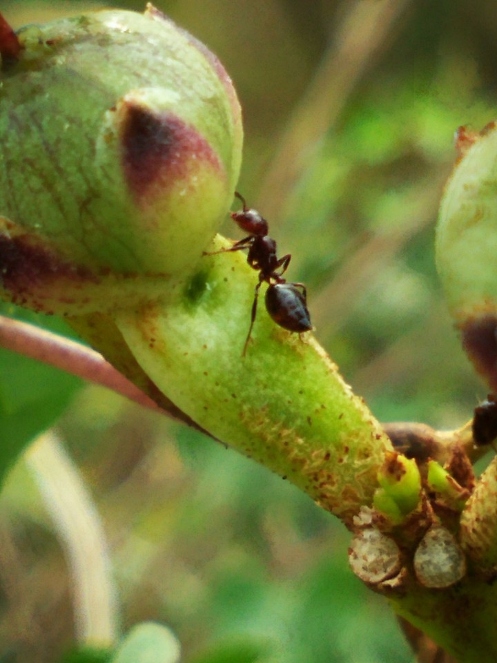 An Ant
