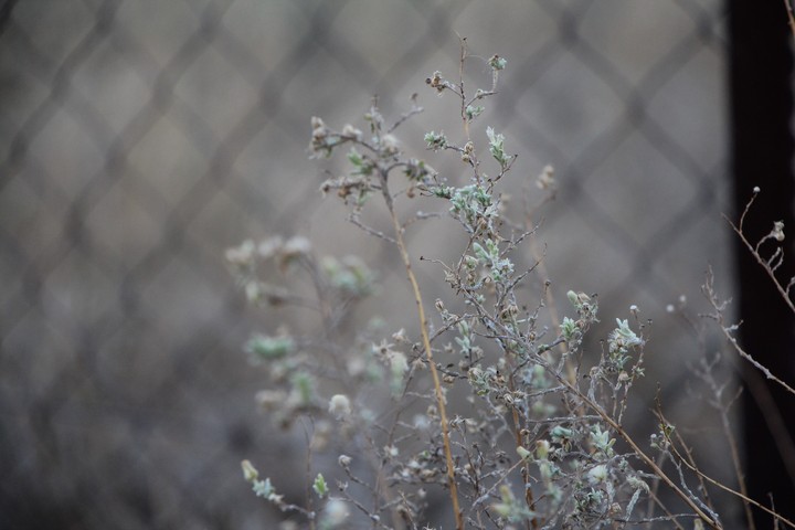 Flowers & Wire