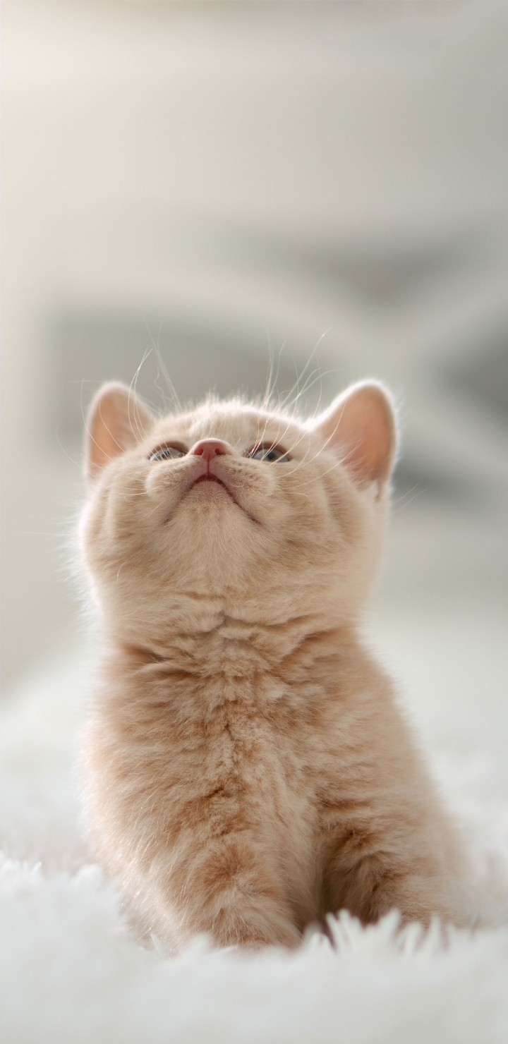 Cats are ❤♥️