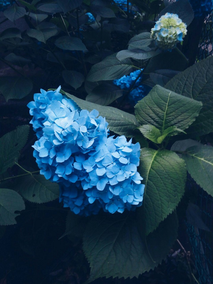 nature
