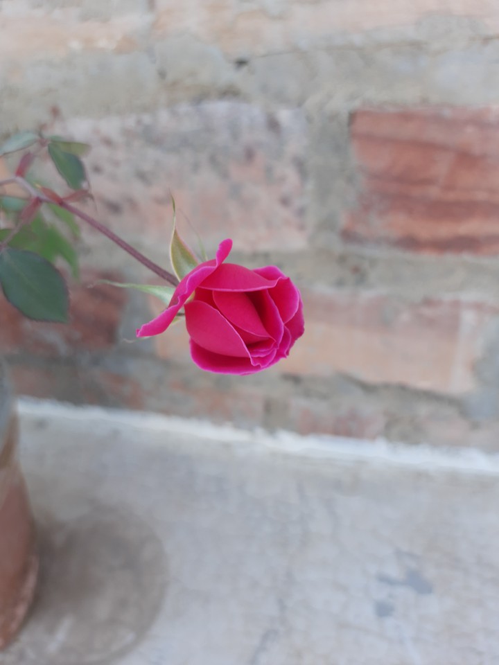 rose