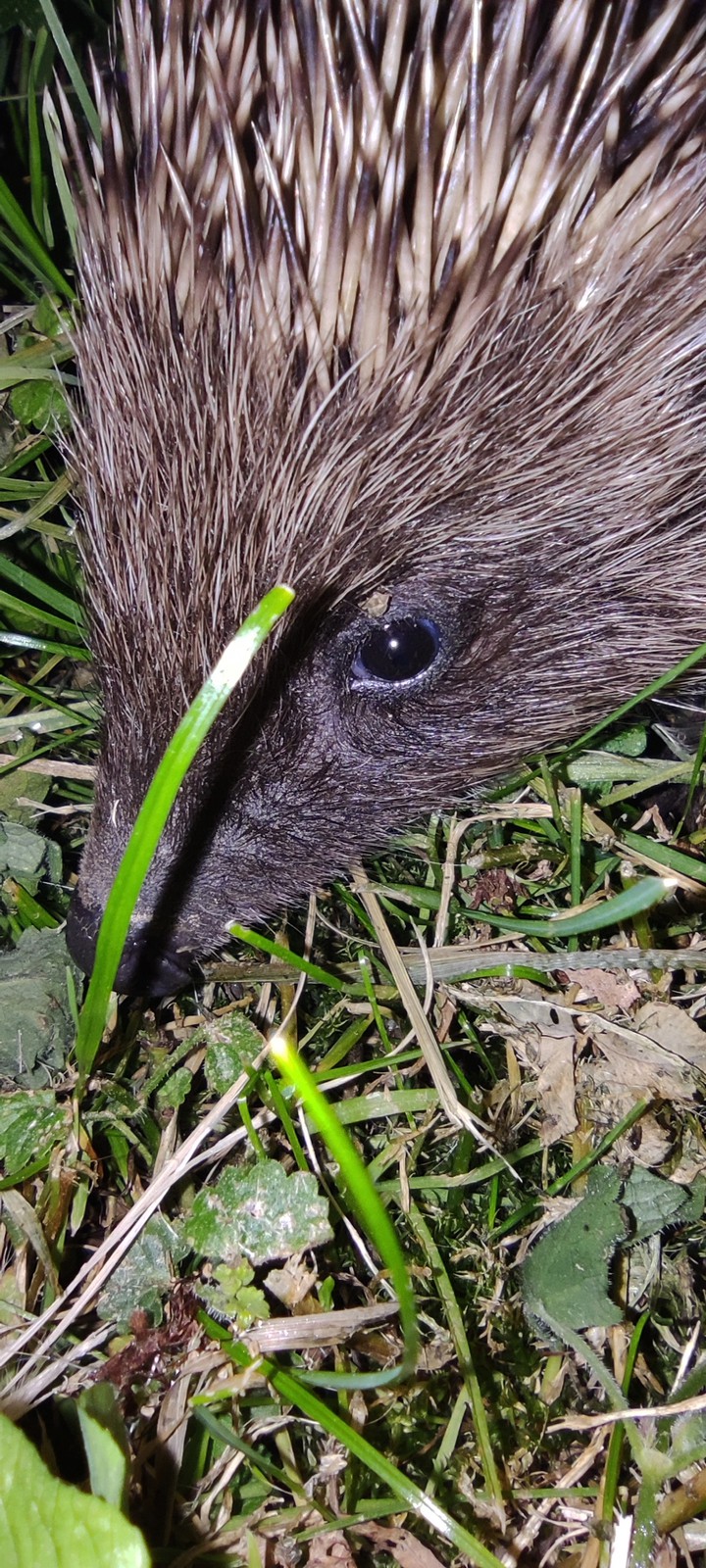 hedgehog