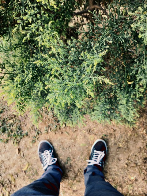 soil, plant háttérképek