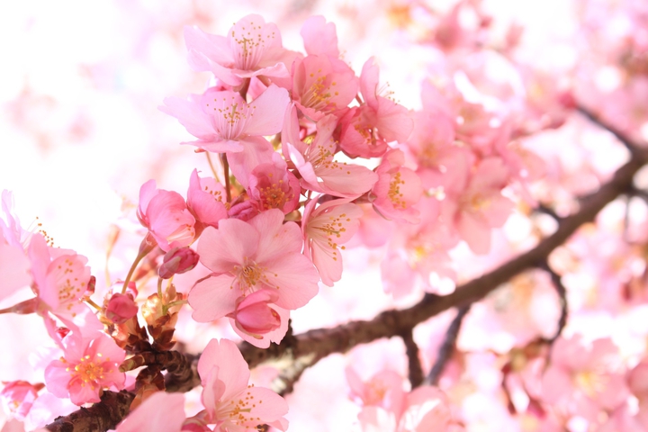Deep in their roots, all flowers keep the light.