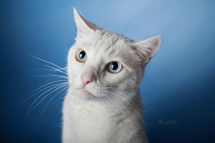 My Pussycat Irda ^_^