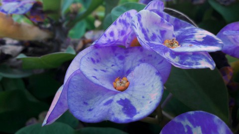 flower