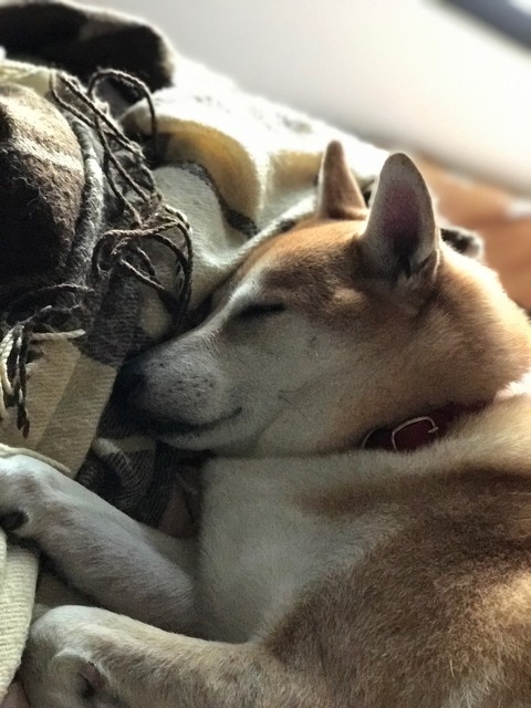 shiba