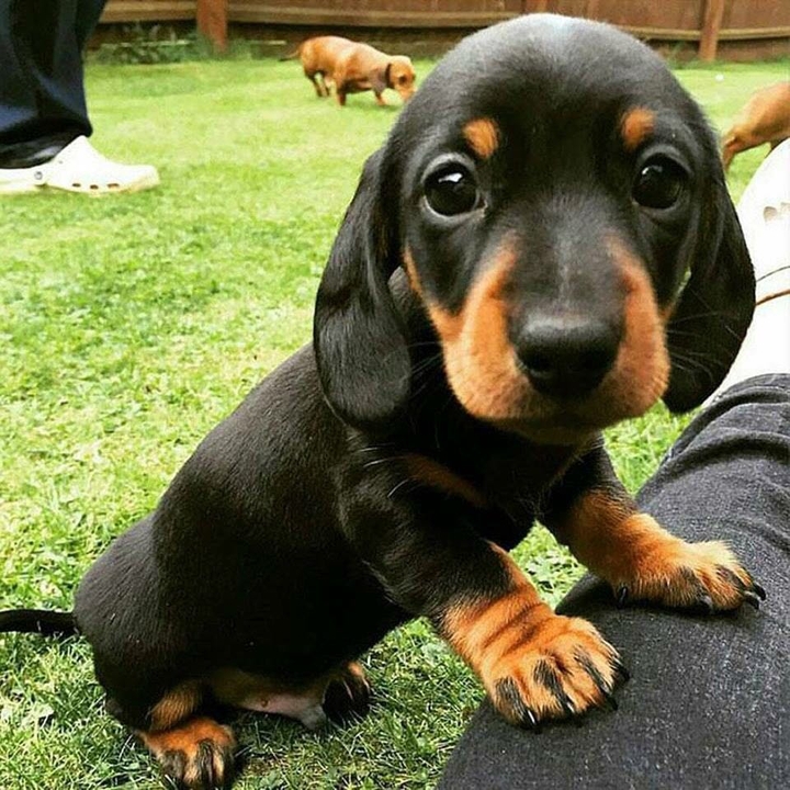 puppy