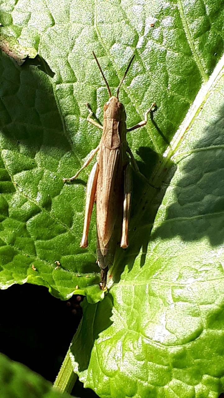 grasshopper